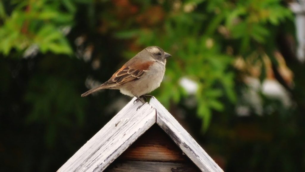 sparrow, mailbox, garden-3718475.jpg